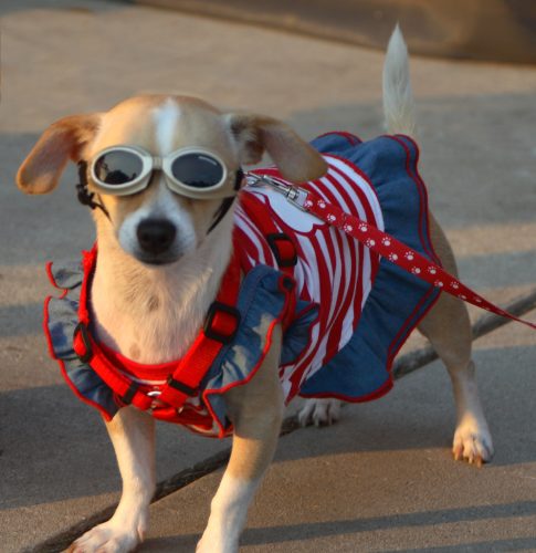 Patriotic Pup